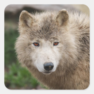 Adesivo Quadrado Lobo Branco Muddy