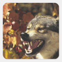 Lobo (Canis lupus), sarro, cabeça, com