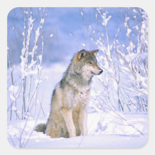 Adesivo Quadrado Lobo cinzento sentado na neve, Canis lupus,
