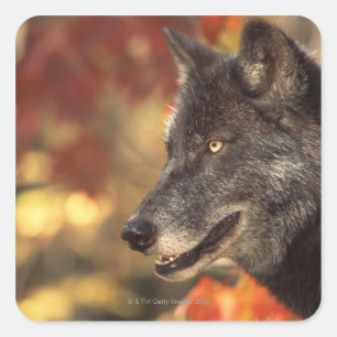 Adesivo Quadrado Lobo no outono