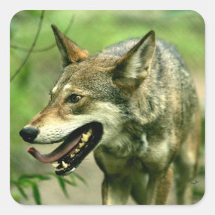 Adesivo Quadrado Lobo vermelho manhoso norte-americano