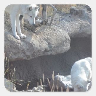 Adesivo Quadrado Lobos Florestas Natureza País Paz