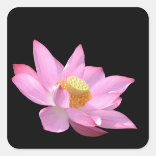 Adesivo Quadrado Lotus
