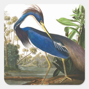 Adesivo Quadrado Louisiana Heron por John James Audubon