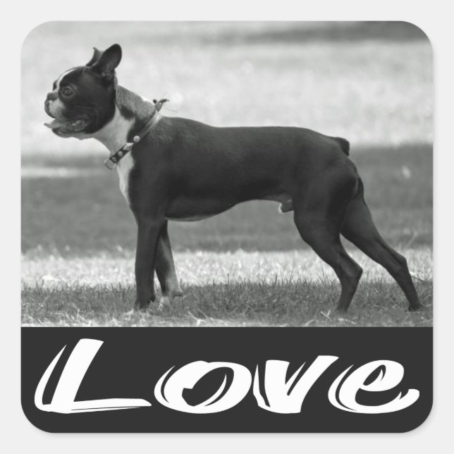 Adesivo Quadrado Love Black & White Terrier Dog Sticker (Frente)
