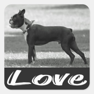 Adesivo Quadrado Love Black & White Terrier Dog Sticker