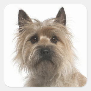 Adesivo Quadrado Love Cairn Terrier Puppy Dog Saudação Stickers