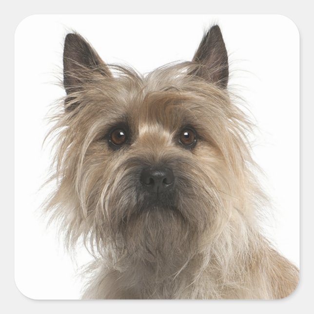 Adesivo Quadrado Love Cairn Terrier Puppy Dog Saudação Stickers (Frente)