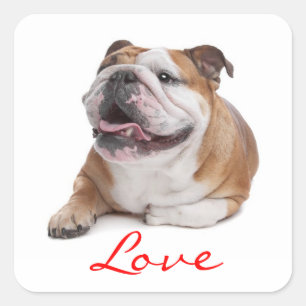 Adesivo Quadrado Love Happy Bulgue Puppy Dog Sticker