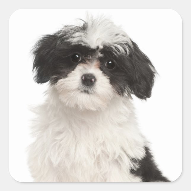 Adesivo Quadrado Love Havanese Puppy Dog Stickers Seal (Frente)