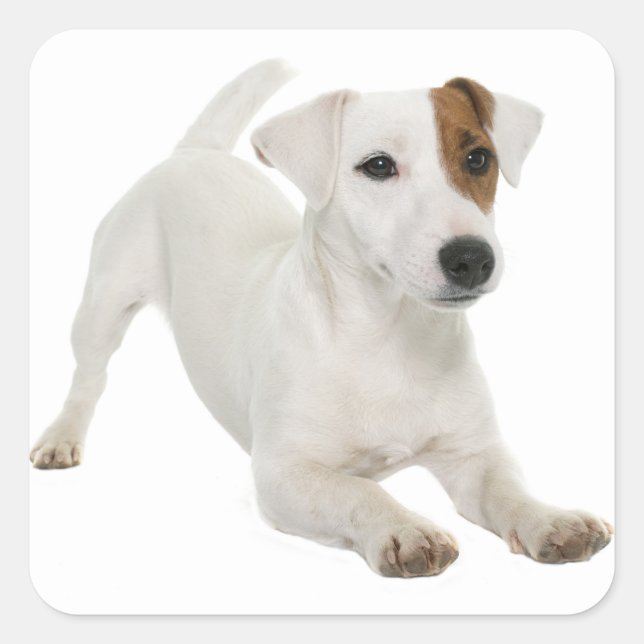 Adesivo Quadrado Love Jack Russell Terrier Puppy Dog White Brown (Frente)