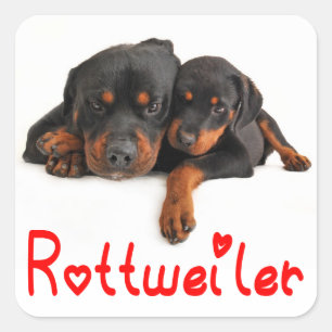Adesivo Quadrado Love Rottweiler Puppy Dog Sticker / Seal