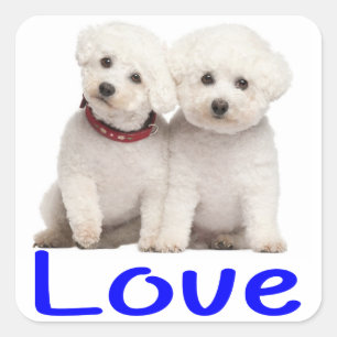 Adesivo Quadrado Love White Bichon Frise Puppy Dog Stickers