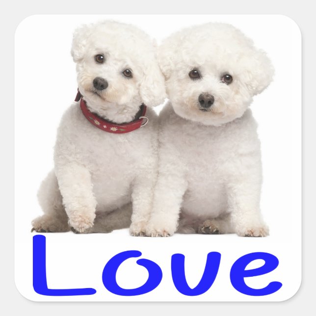 Adesivo Quadrado Love White Bichon Frise Puppy Dog Stickers (Frente)