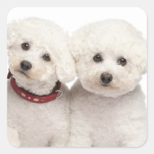 Adesivo Quadrado Love White Bichon Frise Puppy Dog Stickers