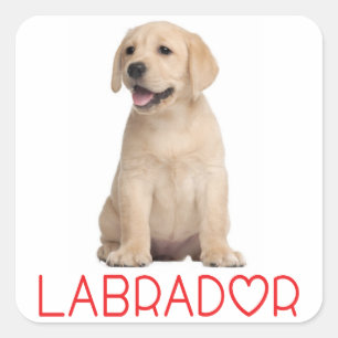 Adesivo Quadrado Love Yellow Labrador Retriever Puppy Dog Stickers