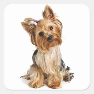 Adesivo Quadrado Love Yorkshire Terrier Puppy Dog Sticker / Seals