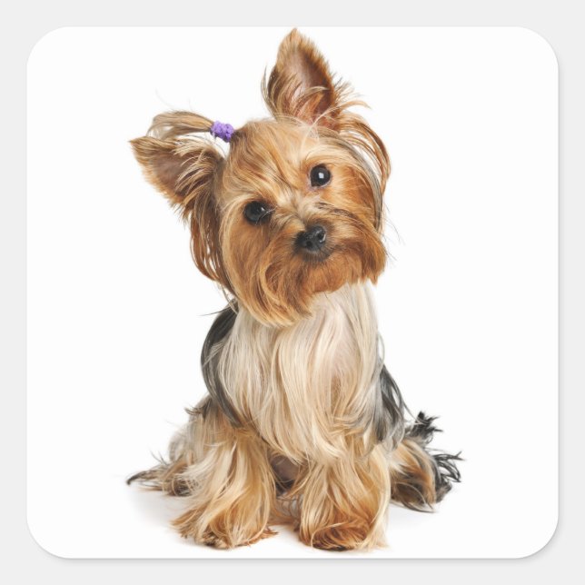 Adesivo Quadrado Love Yorkshire Terrier Puppy Dog Sticker / Seals (Frente)