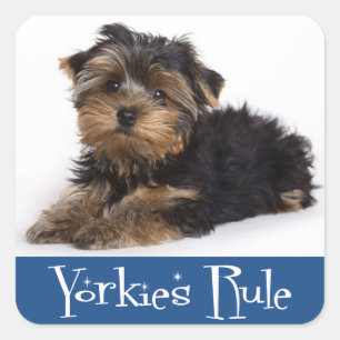 Adesivo Quadrado Love Yorkshire Terrier Puppy Dog Sticker / Seals