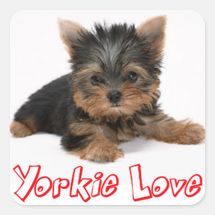 Adesivo Quadrado Love Yorkshire Terrier Puppy Dog Sticker / Seals