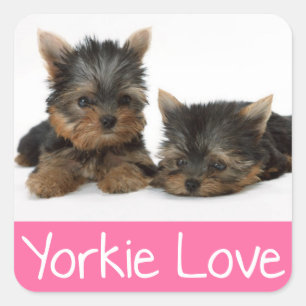 Adesivo Quadrado Love Yorkshire Terrier Puppy Dog Sticker / Seals