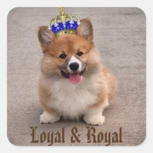 Adesivo Quadrado Loyal e Royal Corgi Puppy