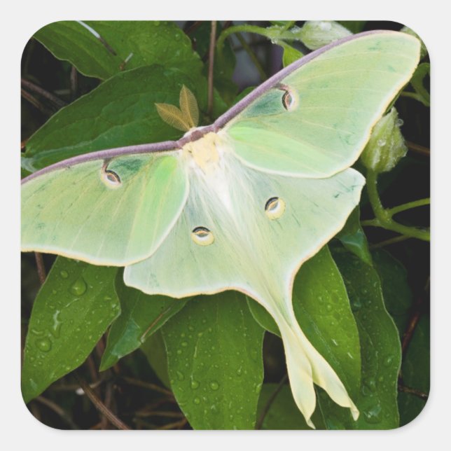 Adesivo Quadrado Luna Moth sobre Carnaby Clematis (Frente)