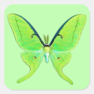 Adesivo Quadrado Luna Moth - Verde limão em um fundo verde pálido