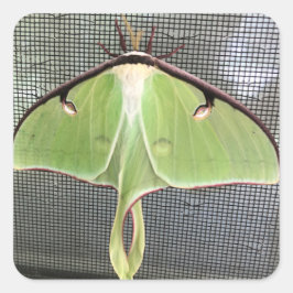 Adesivo Quadrado Lunar Moth