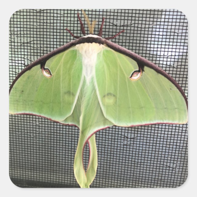 Adesivo Quadrado Lunar Moth (Frente)