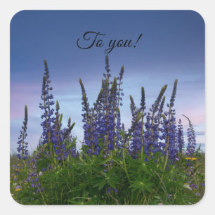 Adesivo Quadrado Lupins  
