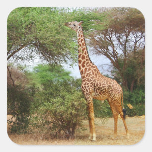 Adesivo Quadrado Maasai Giraffe Sticker