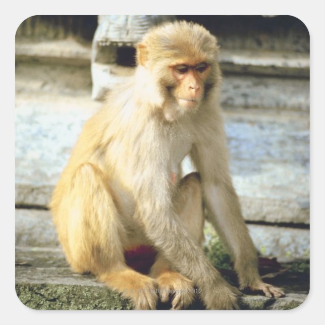 Adesivo Quadrado Macaco (Frente)