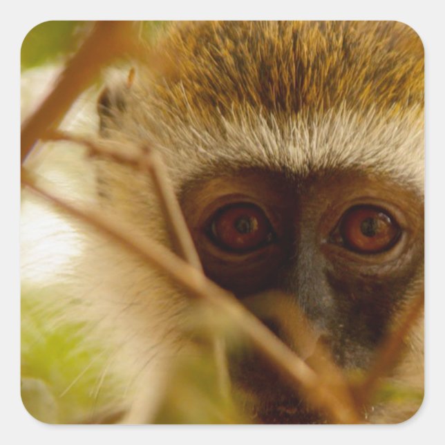 Adesivo Quadrado Macaco atrevido. (Frente)