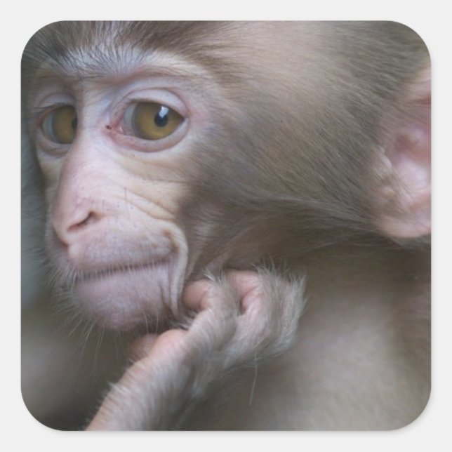 Adesivo Quadrado Macaco-Bebê (Frente)