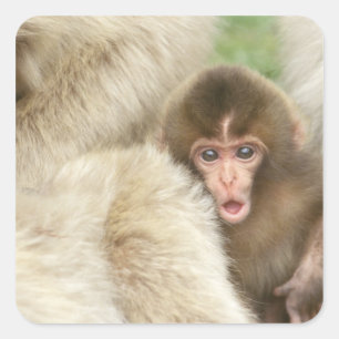 Adesivo Quadrado Macaco Bebê, Jigokudani, Nagano, Japão