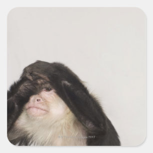 Adesivo Quadrado Macaco cobrindo os olhos
