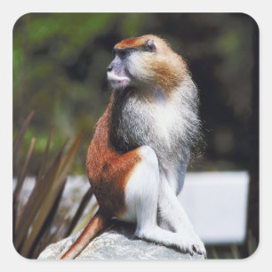 Adesivo Quadrado Macaco de Patas