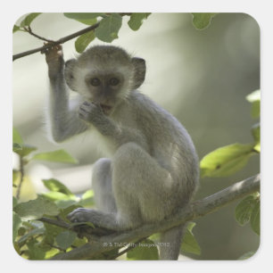 Adesivo Quadrado Macaco de Vervet, Zimbabwe