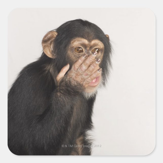 Adesivo Quadrado Macaco esfregando o rosto (Frente)