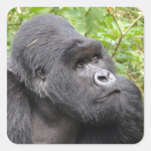 Adesivo Quadrado Macaco Feliz