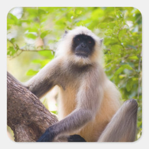 Adesivo Quadrado Macaco na selva do parque nacional de Ranthambore