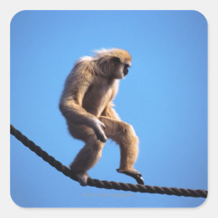 Adesivo Quadrado macaco que anda na corda