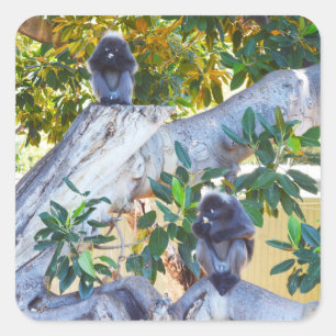 Adesivo Quadrado Macacos Black Langur Comendo, Vinheta