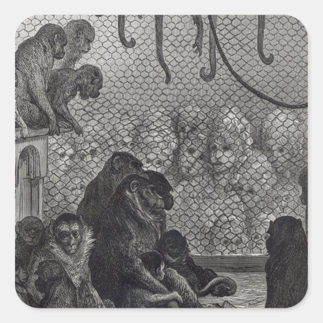 Adesivo Quadrado Macacos de Londres (Frente)