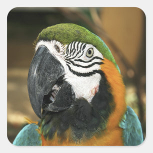 Adesivo Quadrado Macaw azul e amarelo de Amazon