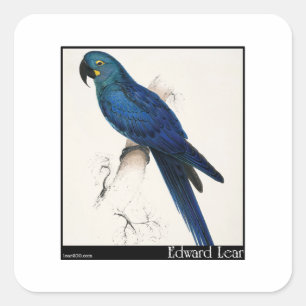 Adesivo Quadrado Macaw do jacinto de Edward Lear