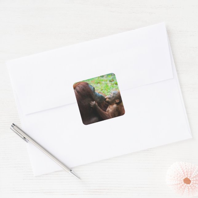 Adesivo Quadrado Mãe de orangotango com bebê (Envelope)