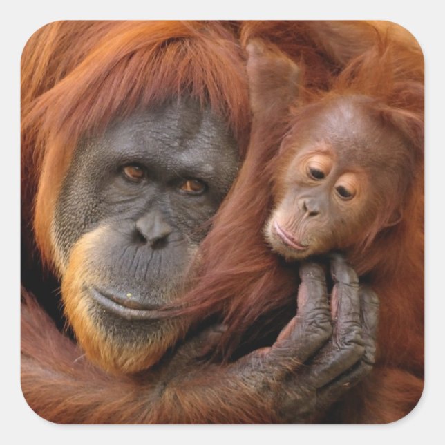 Adesivo Quadrado Mãe e Bebê Orangutan (Frente)