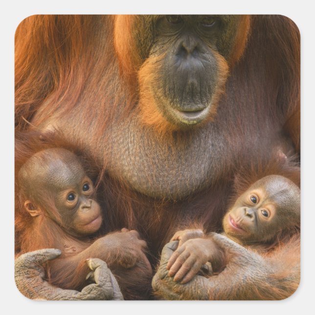 Adesivo Quadrado Mãe Orangutan Segurando Dois Bebês (Frente)